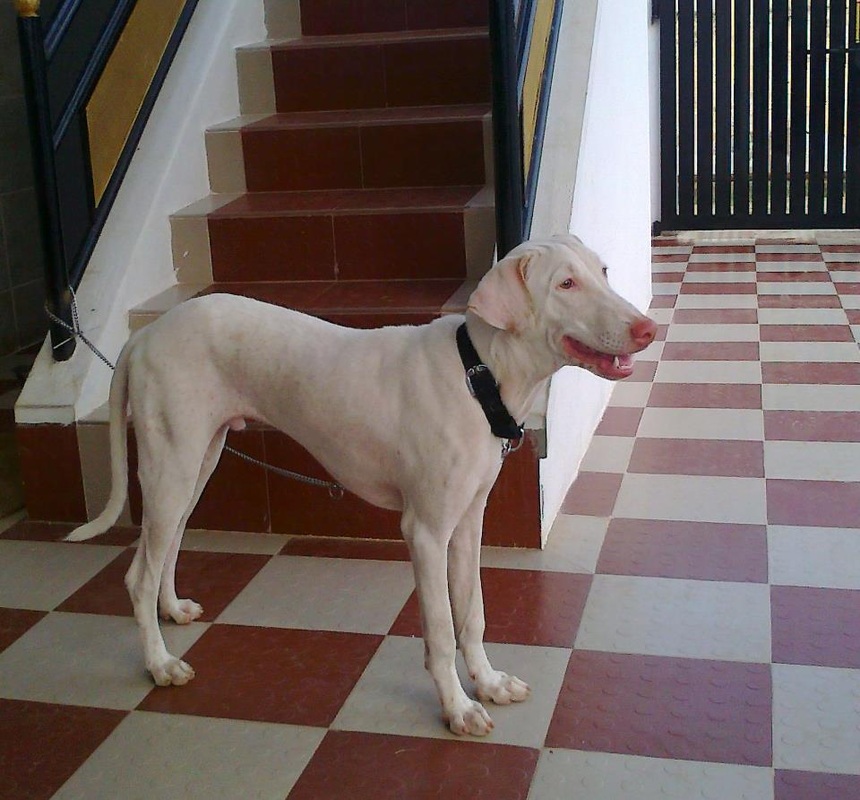Rajapalayam Dog Desi Hund